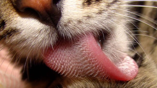 ¿Por qué la lengua de los gatos es áspera?