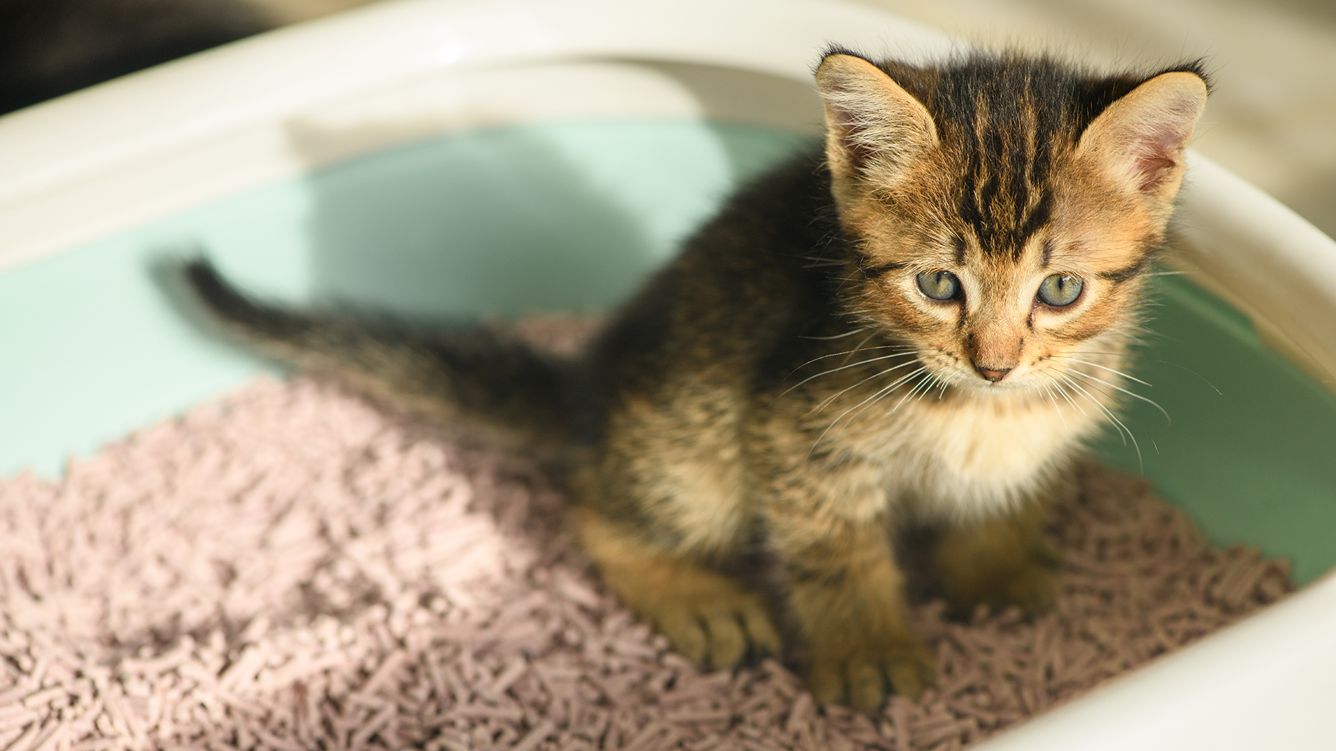 La importancia de la higiene en la bandeja sanitaria para gatos