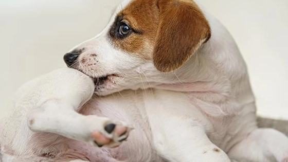 Dermatitis en perros y lo que debes conocer sobre esta enfermedad